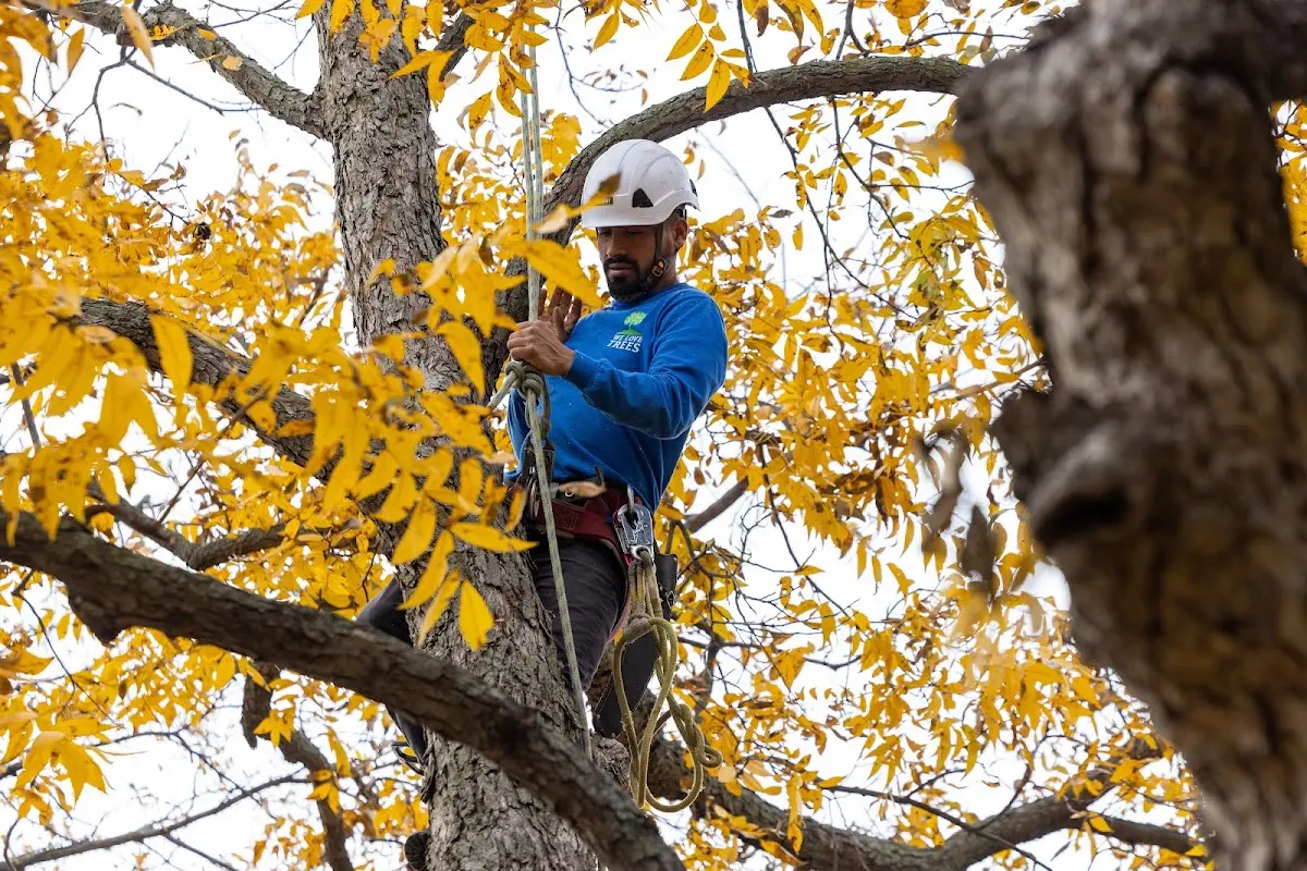 Skilled Tree Planing crew working in New Park