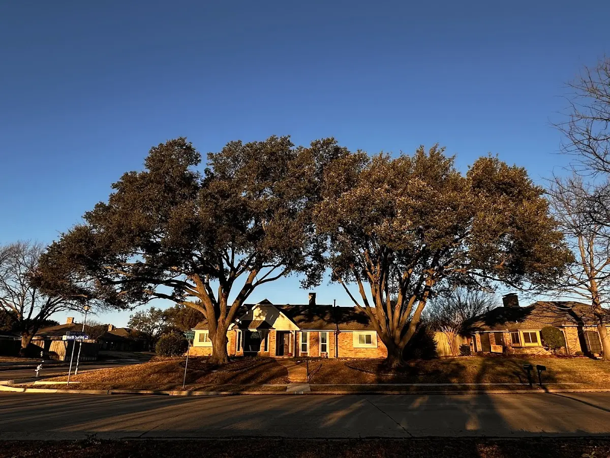 Established residential canopy tree shading a home in New Park